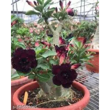 Wine Color Adenium Plant 1a-adenium plant-7718110-82084.webp